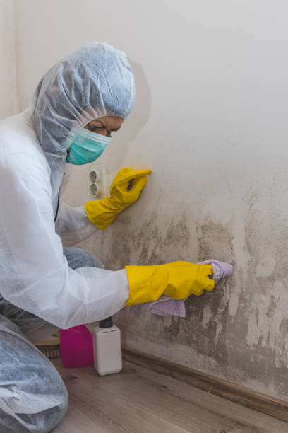 Best Attic Mold Removal  in West Bay Shore, NY